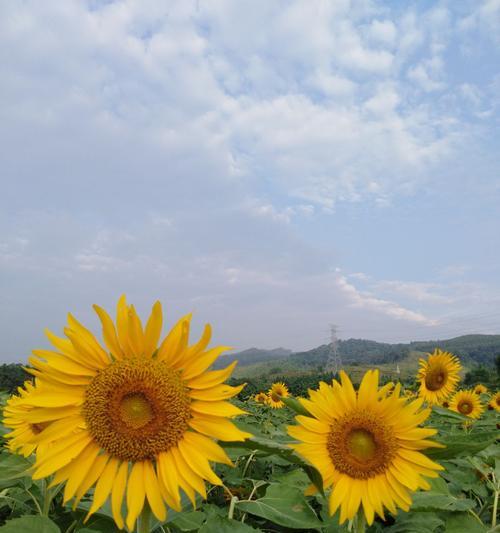 向日葵的花语是什么？向日葵的传说有哪些？