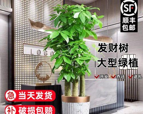 哪些植物象征步步高升？如何在家中摆放这些植物？