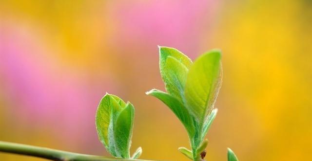 象征公平正义的植物有哪些？它们各自代表了什么意义？