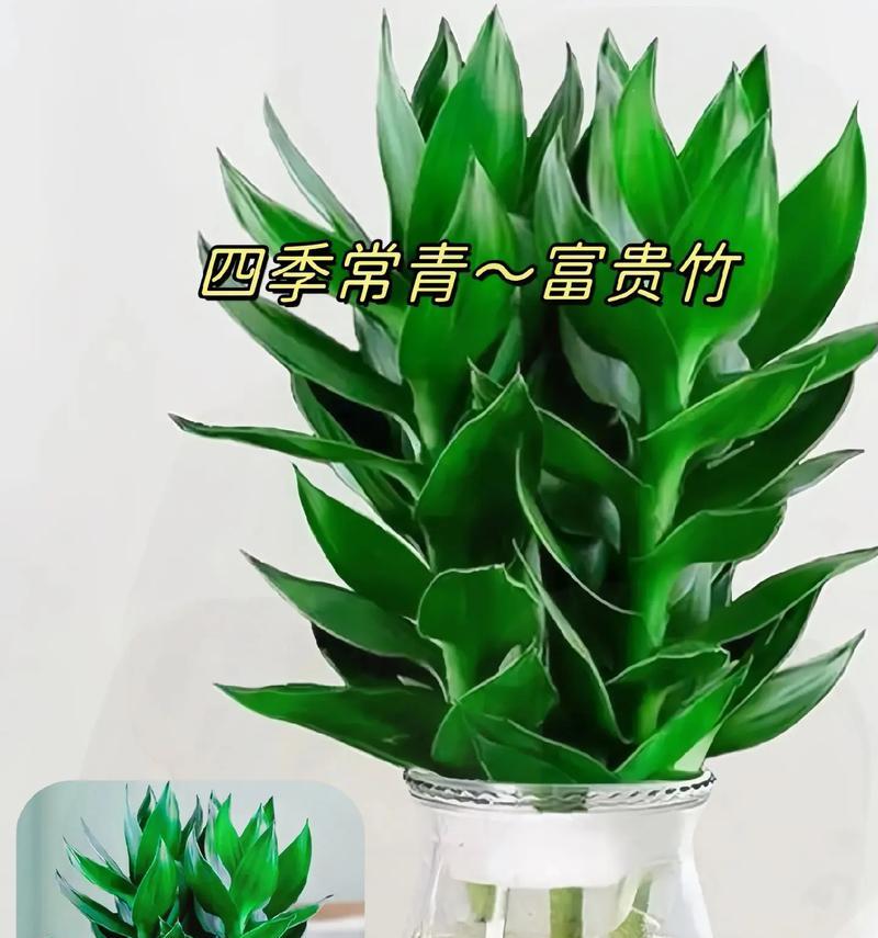 哪些植物象征着节节高升？如何在家中种植这些植物？