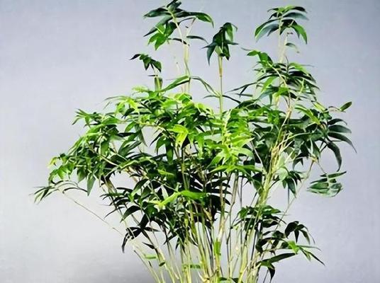 哪些植物象征着节节高升？如何在家中种植这些植物？