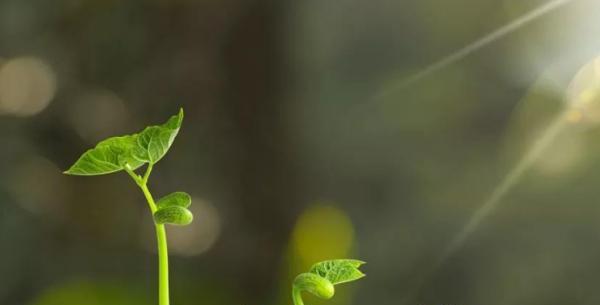 象征努力奋斗的植物有哪些？它们各自代表什么含义？