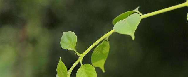 象征亲情的植物有哪些？它们各自代表什么含义？