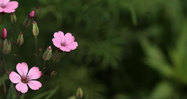 象征助人为乐的植物有哪些？它们的寓意和特点是什么？