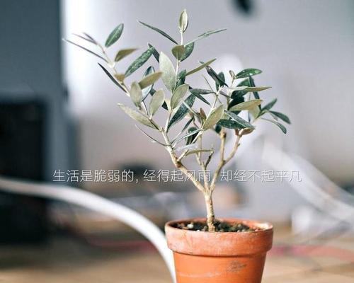 象征自律的植物有哪些？它们的寓意和特点是什么？