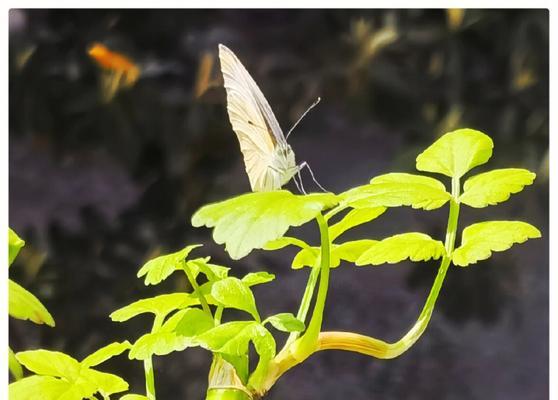 哪些植物象征自由自在？如何在家中种植这些植物？