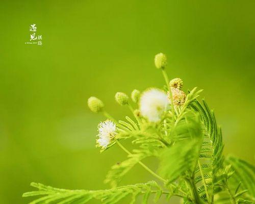 哪些植物象征自由自在？如何在家中种植这些植物？