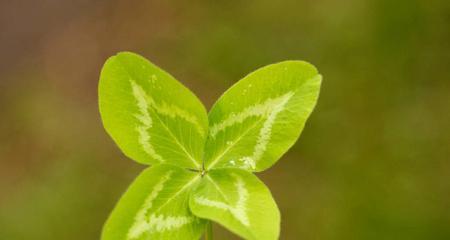 哪些植物象征自由自在？如何在家中种植这些植物？