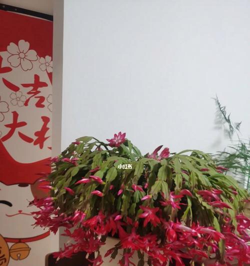 蟹爪兰一年能开几次花？蟹爪兰花语是什么？