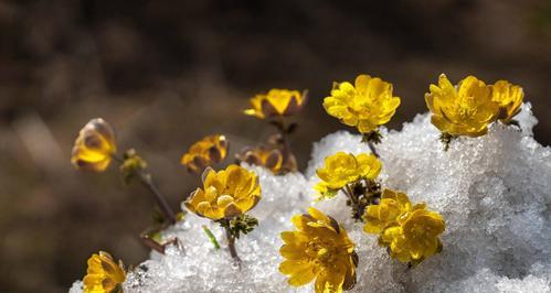 雪莲花的寓意象征着什么？雪莲花的花语有哪些含义？