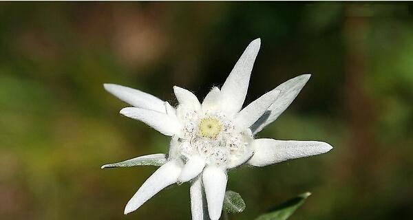 雪绒花的花语是什么？它背后有哪些美丽传说？