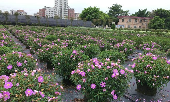 野牡丹的花语是什么？它背后有哪些美丽传说？