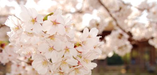 樱花的花语是什么？樱花有哪些美丽传说？