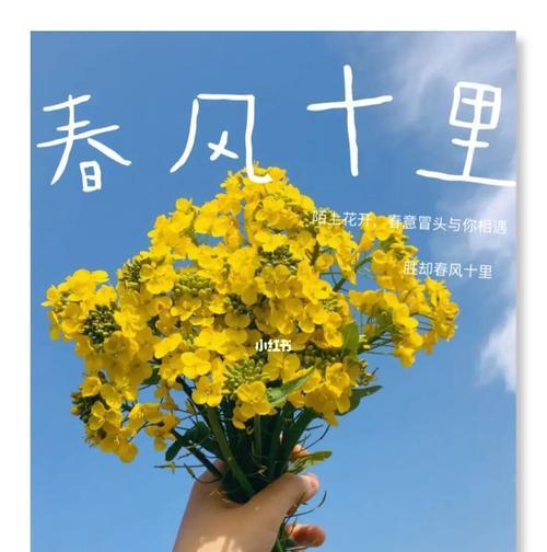 油菜花的花语是什么？有哪些关于油菜花的美丽传说？