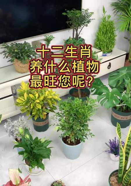 白羊座适合养什么花？有哪些花卉推荐？