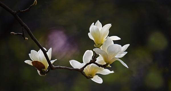 白玉兰花期持续多久？如何延长花期？