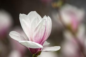 白玉兰花通常几月开花？如何判断开花时间？