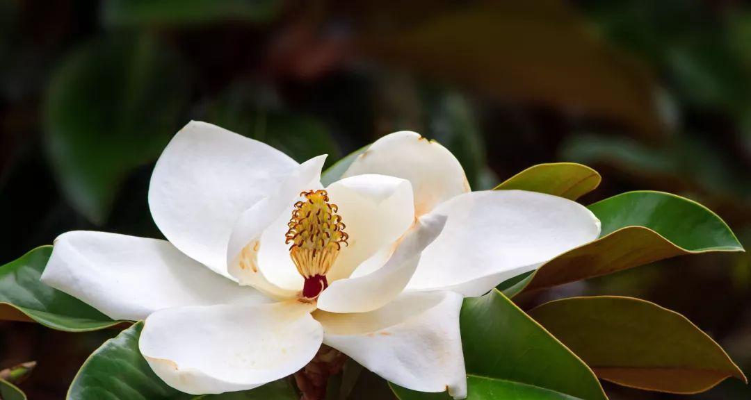 白玉兰花一年开几次花？如何正确养护以促进开花？