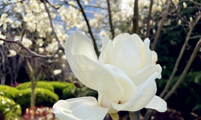 白玉兰会开花吗？它的花朵长什么样子？