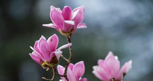 白玉兰树开花时间是什么时候？花期持续多久？