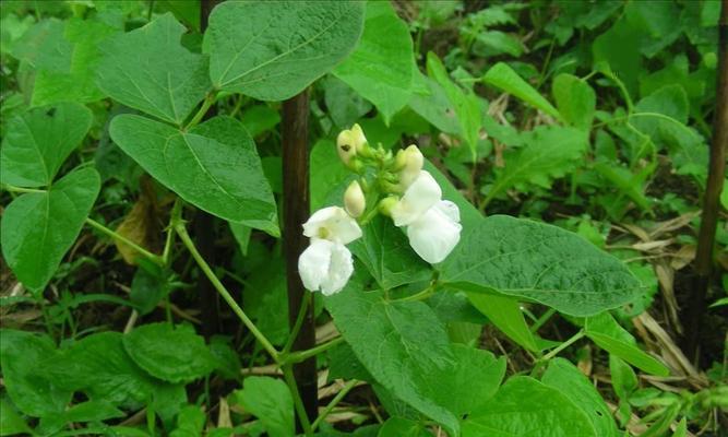 白芸豆是哪种植物的种子？它的特点和用途是什么？