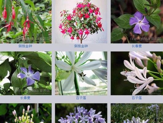 白掌开花时间是什么时候？花期通常在几月份？