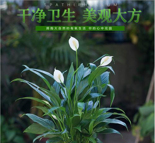 白掌真的能一年四季开花吗？揭秘其开花周期与养护技巧