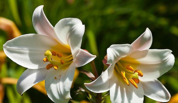 百合多久能开花？如何加速百合花的开放过程？