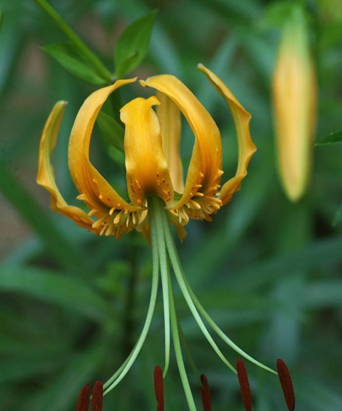 百合花多久能开花？如何正确养护以促进开花？