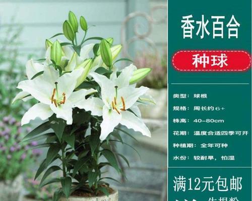 百合花最佳种植时间是什么时候？种植后如何照料？