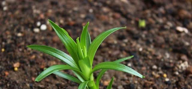 百合花几月份种植合适？最佳种植时间是什么时候？