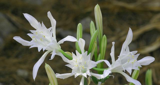 百合花淋雨后会怎样？淋雨对百合花生长的影响是什么？