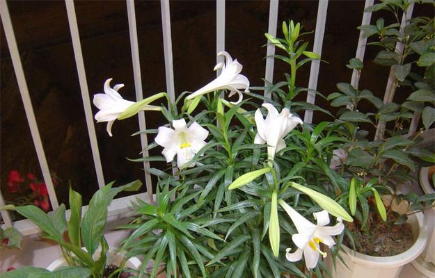 百合花配土方法与种植土壤需要注意哪些问题？