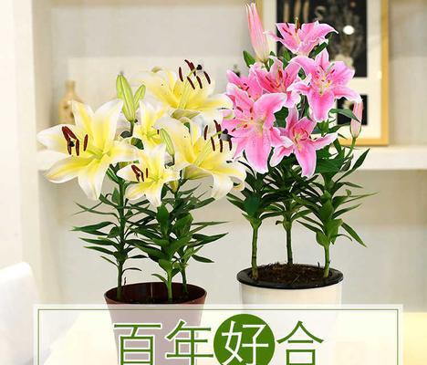 百合花如何快速开花？掌握这些技巧轻松实现！