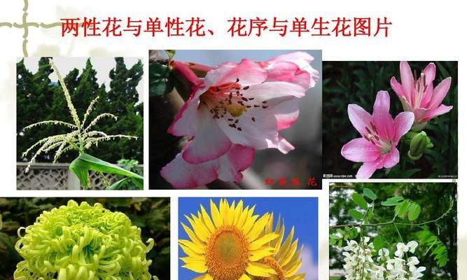 百合花是单性花吗？了解其繁殖特性与分类