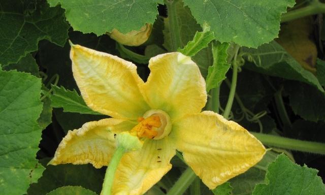 百合花是单性花吗？了解其繁殖特性与分类