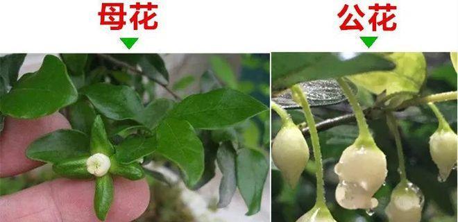 百合花是单性花吗？了解其繁殖特性与分类