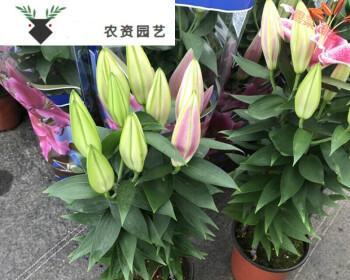 百合花是多年生植物吗？如何正确养护百合花？