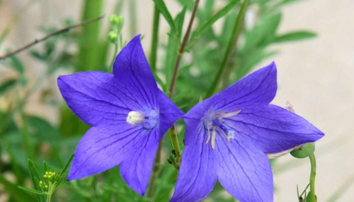 百合花是两性花吗？其繁殖特性是什么？