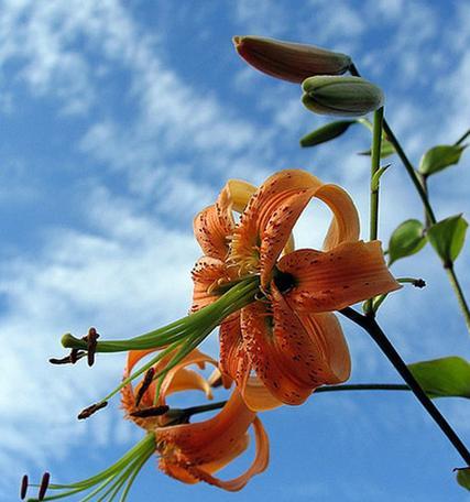 百合花是哪个国家的国花？如何识别不同国家的国花百合？