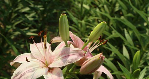 百合花是什么颜色的？不同种类的百合花颜色有哪些？