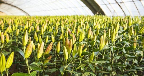 夏天种植百合花需要注意什么？如何确保成活率？