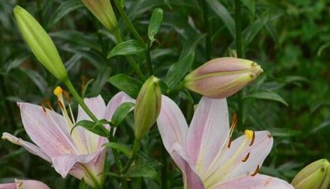 百合花一年开几次花？什么时候是最佳开花期？