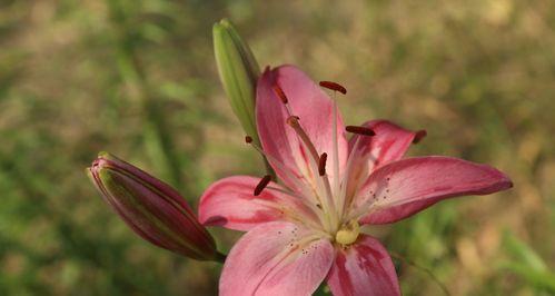 百合花长什么样子？如何辨别不同种类的百合花？