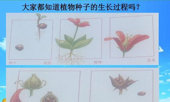 百合花种子发芽需要多长时间？如何加速发芽过程？