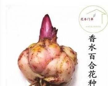 百合花种子怎么来的？如何正确获取和种植？