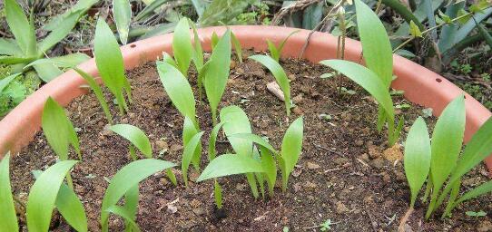 百合花种子怎么种植？种植过程中需要注意哪些问题？