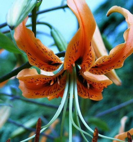 百合开花吗？花期长的百合花是什么样子？