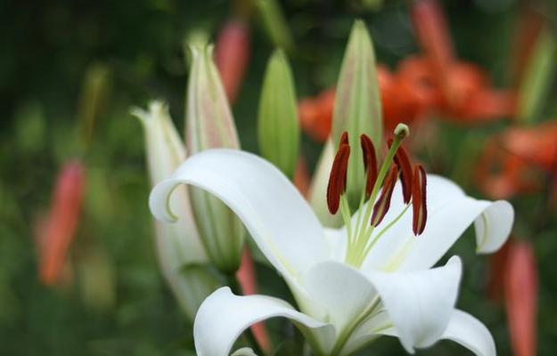 百合开花吗？花期长的百合花是什么样子？