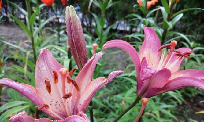 百合淋雨后应该怎么办？如何处理淋雨后的百合植物？